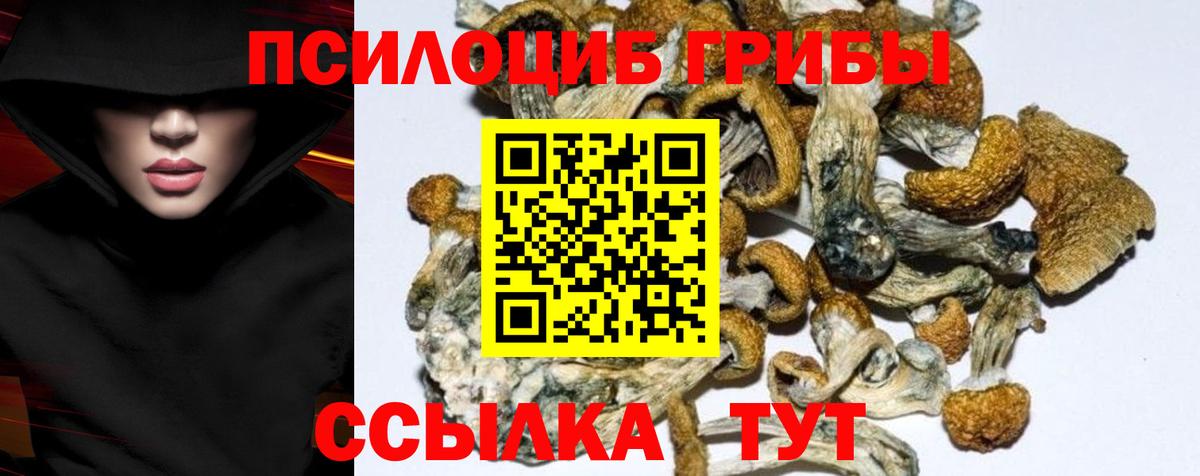 Галлюциногенные грибы Psilocybine cubensis Озёрск